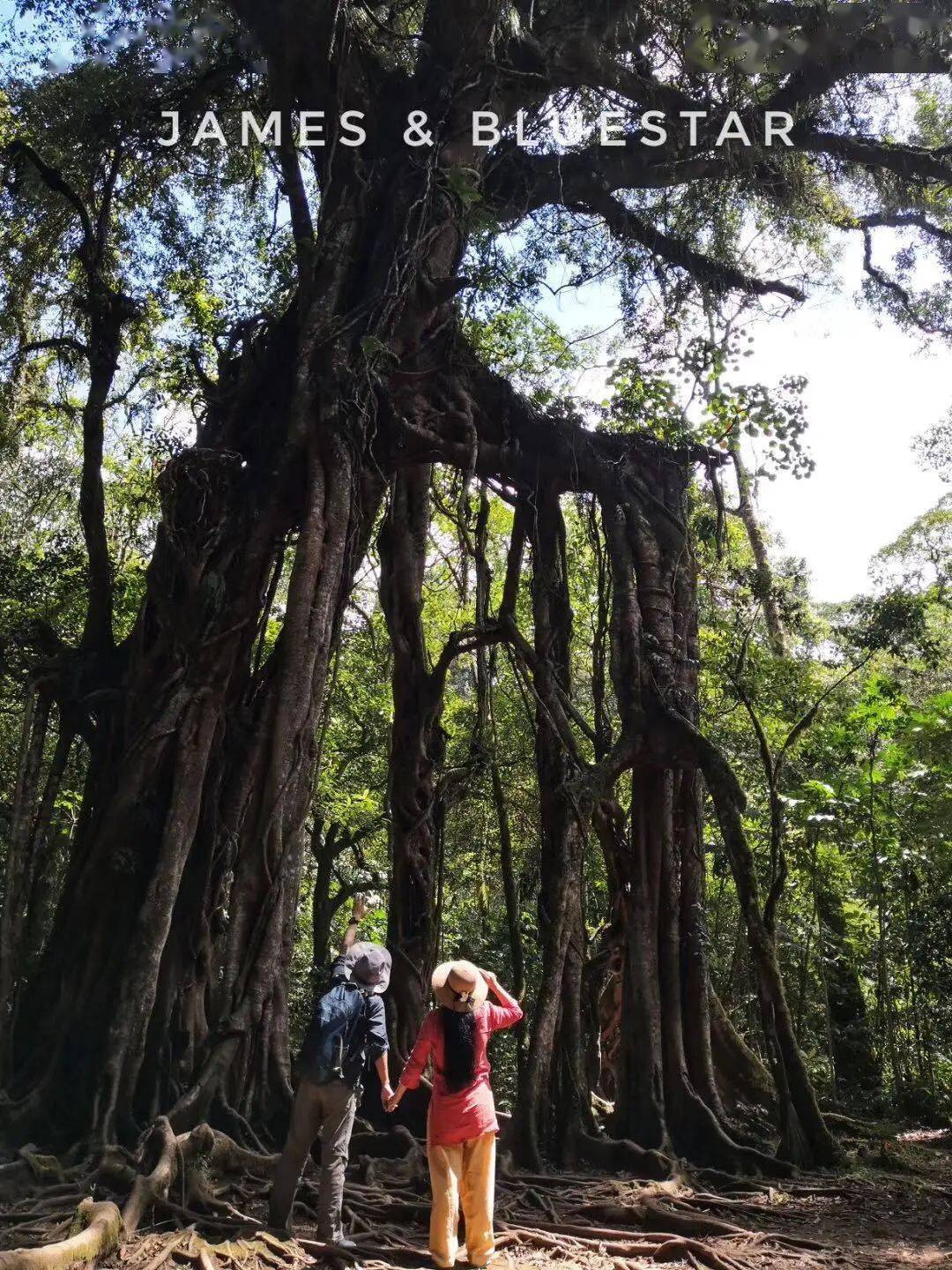 千头椿最新价格，与大自然共舞的旅行